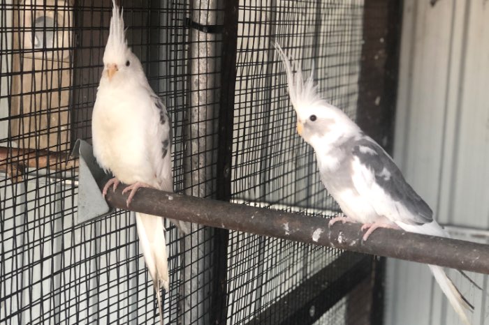 witkop valkparkieten 2025