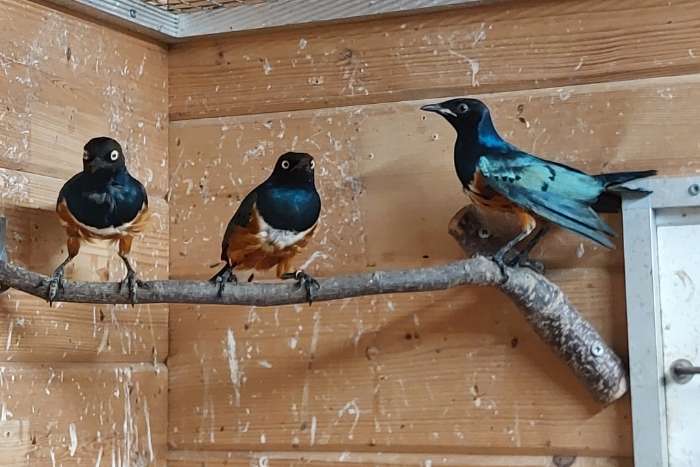 driekleurglansspreeuw