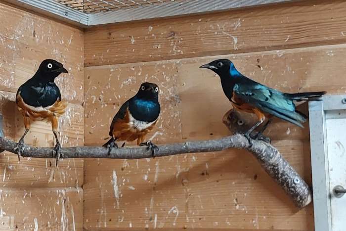 driekleurglansspreeuw