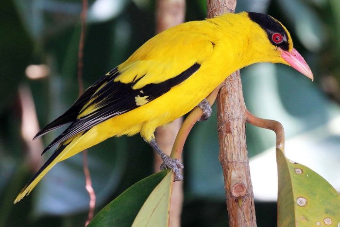 lijst met bijzondere soorten vogels