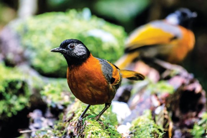 lijst met bijzondere soorten vogels
