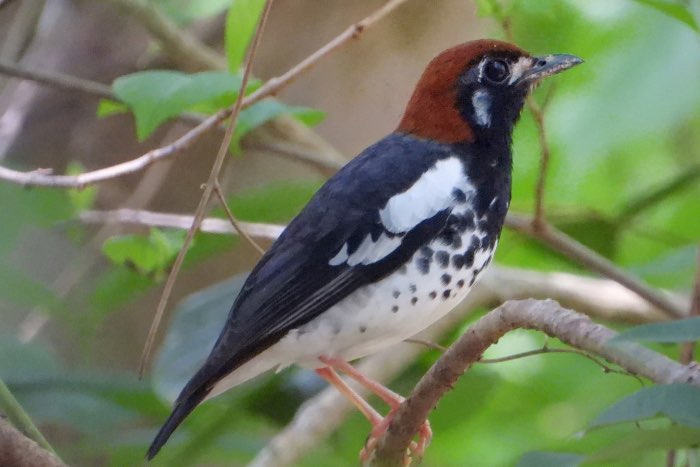 lijst met bijzondere soorten vogels