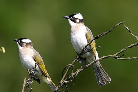 lijst met bijzondere soorten vogels
