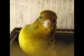 te koop spaanse timbrado