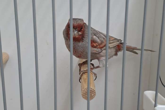 zwart grijsvleugel roodmozaïek mannen