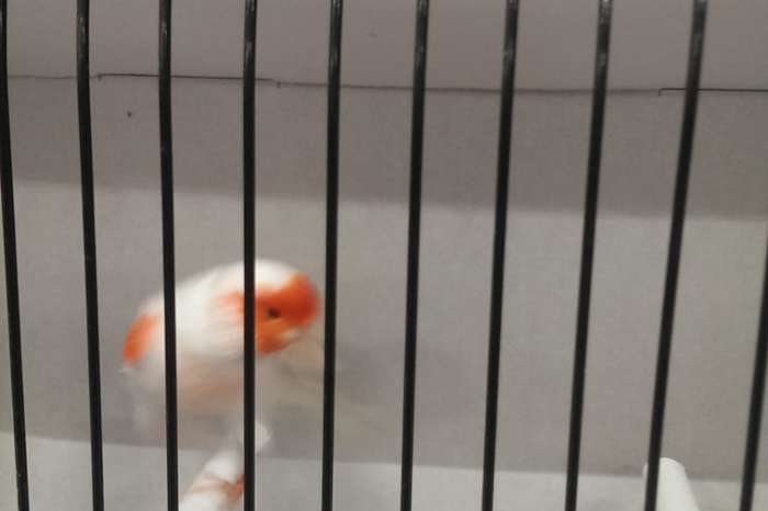 te koop een  div mozaieken van tt kwalitijd