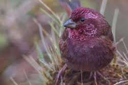 carpodacus rubicilla.