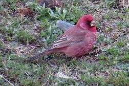 carpodacus rubicilla.