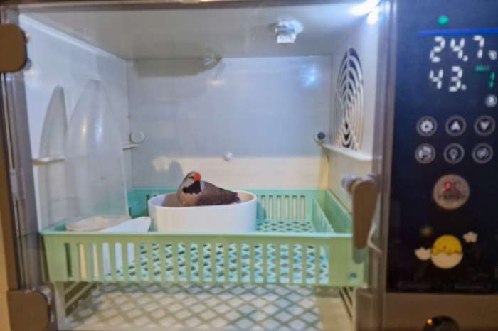 broedmachine - ziekenkooi volautomatisch