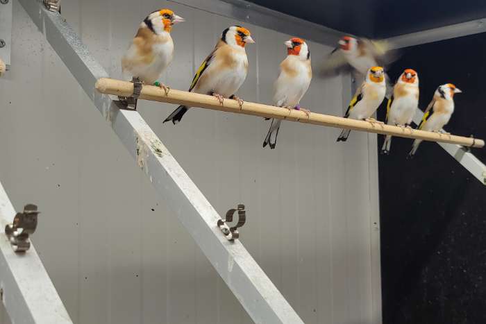 te koop diverse wildkleur majoor putter mannen