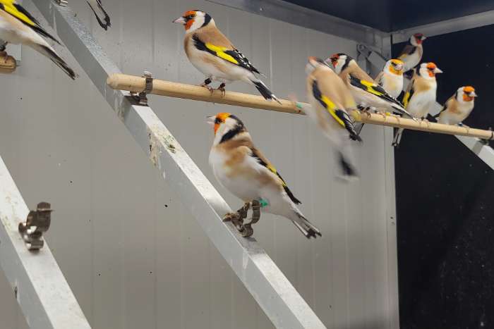 te koop diverse wildkleur majoor putter mannen