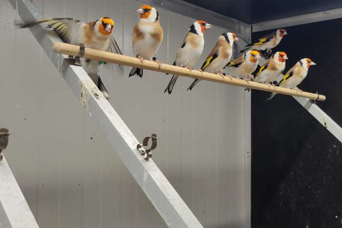 te koop diverse wildkleur majoor putter mannen