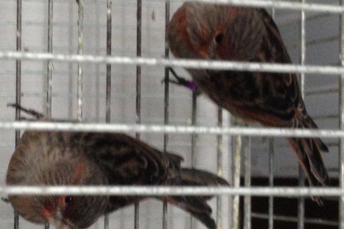 koppels zwart kobalt rood en zwart rood