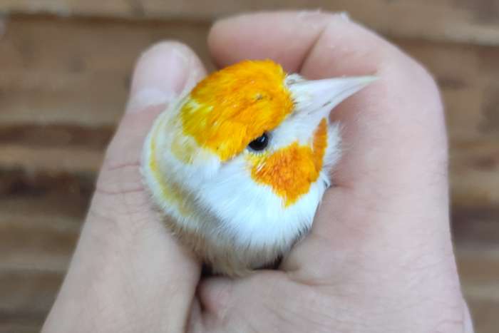 majoor putter bruinpastel man