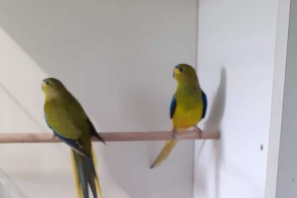 elegantparkieten wildkleur