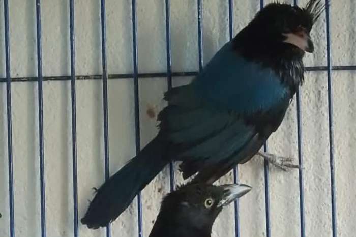 san blas jay