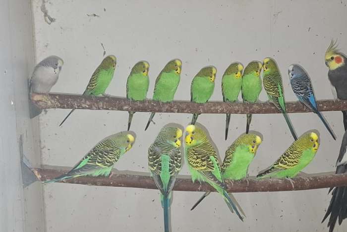 diverse kleurparkieten te koop