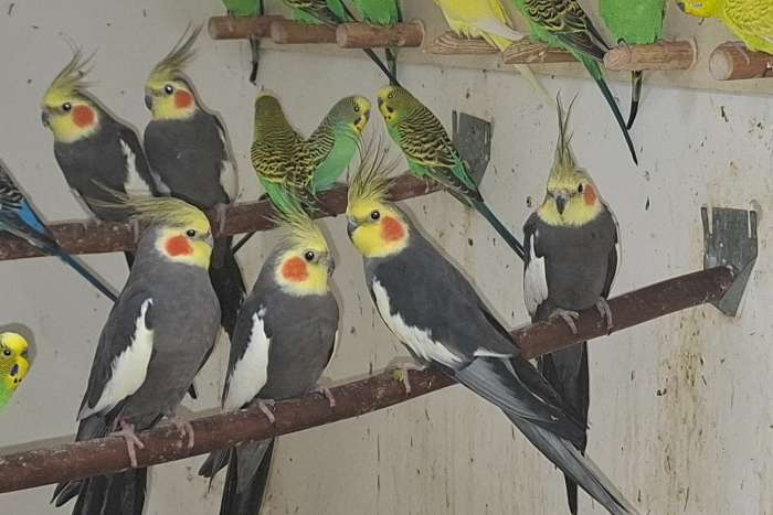 wildkleur valkparkieten te koop