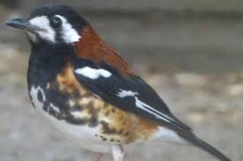 kastanjeruglijster ( geokichla dohertyi )