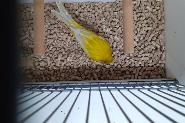 agaat (opaal) geel intensief