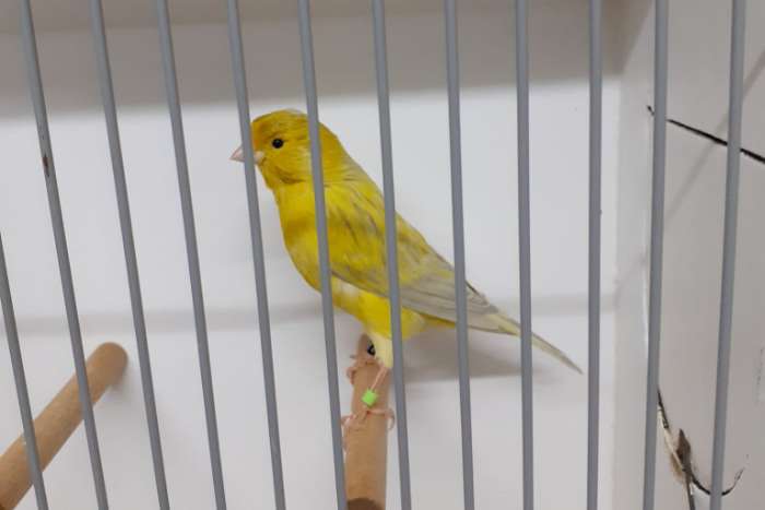 agaat (opaal) geel intensief