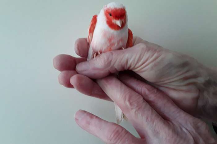 rood mozaiek type1 en 2