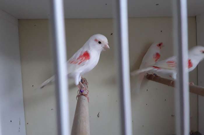 rood mozaiek type1 en 2