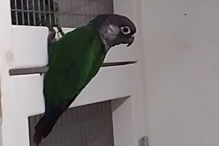 egregia, pacifica en lepida's