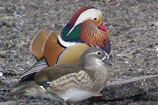 mandarijn eend