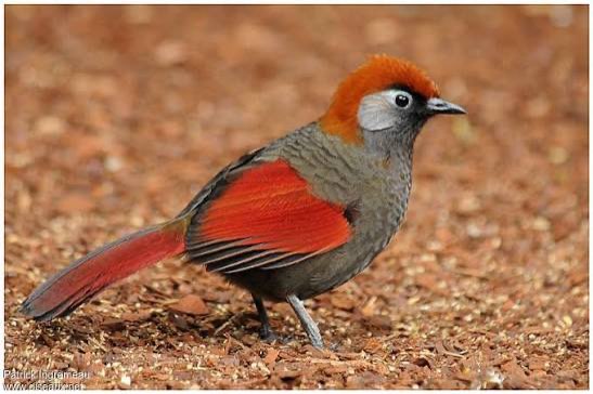 gezocht koppel trochalopteron milnei