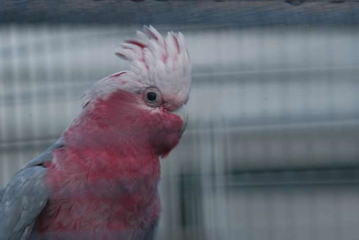 kweekman rosè kaketoe