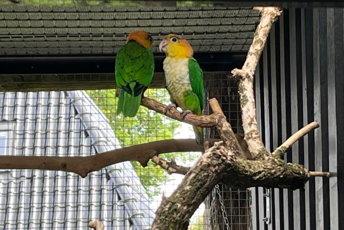 groenbroek caique poppen