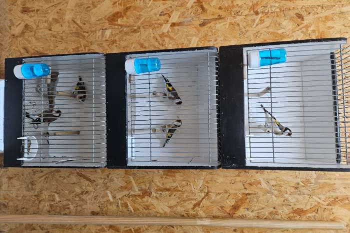 major putters wildkleur