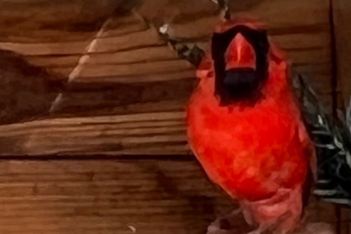 koppel rode kardinalen 25-23