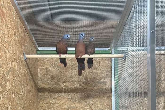 blauwkop bosduifjes / turtur brehmeri