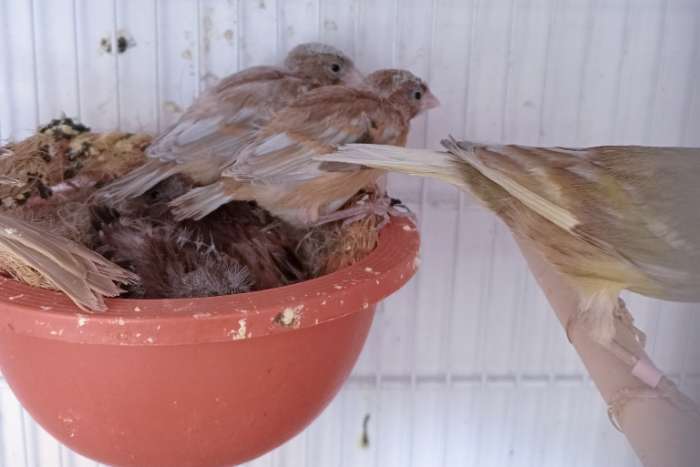 japan hosos,  nog enkele vogels