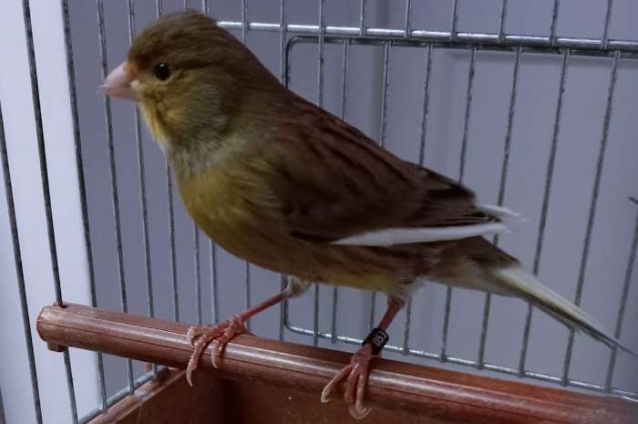 timbrado original (classico)