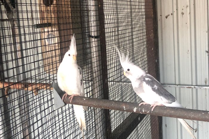 witkop valkparkieten 2025