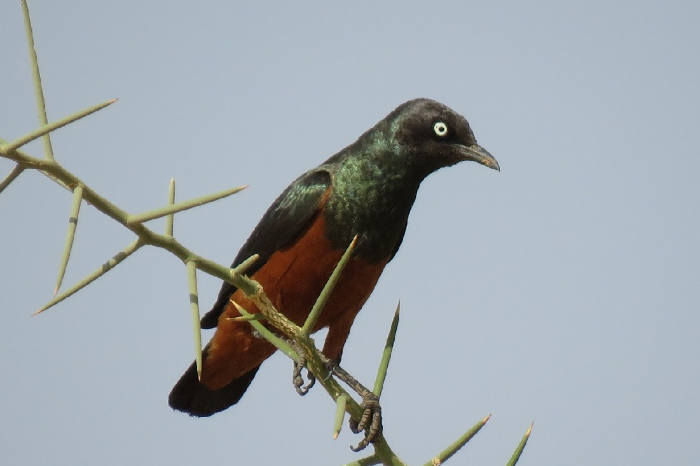 roodbuik glansspreeuwen lamprotornis pulcher