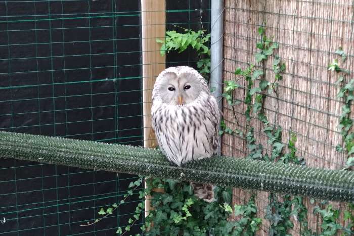 te koop: oeraluil man