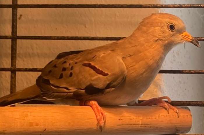 peruaanse steenduif / croaking ground dove / columbina cruziana
