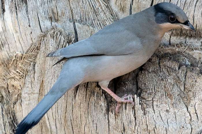 1-0 hypocolius ampelinus