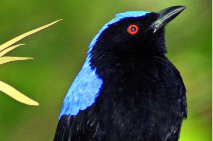 irena buulbuul irena puella