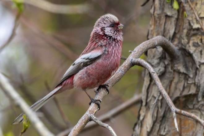carpodacus sibiricus