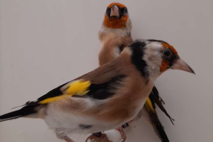 kleine elzenputters 2025