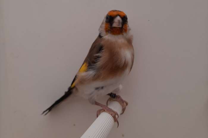 kleine elzenputters 2025