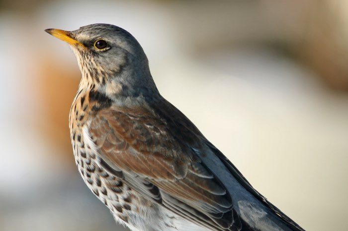 turdus pilaris