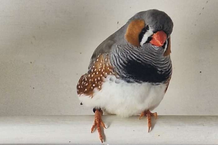 enkele mooie grote grijze zebravinken mannen