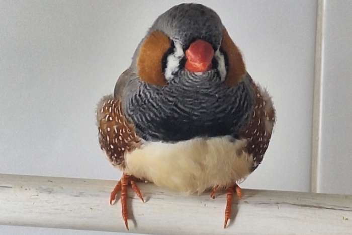 enkele mooie grote grijze zebravinken mannen