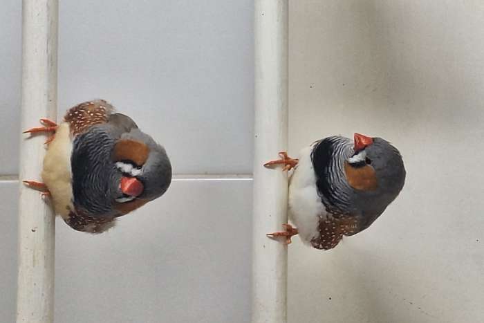 enkele mooie grote grijze zebravinken mannen